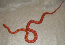 Lava Male yearling