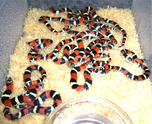Tri-color Hog Clutch