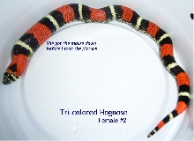 Tricolor Female 2