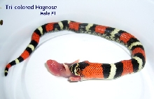 Tricolor Male 1