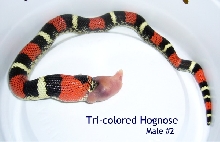 Tricolor Male 2