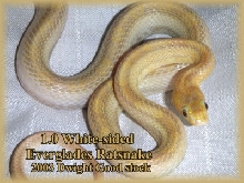 White-sided Everglades