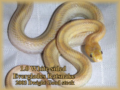 White-sided Everglades
