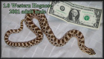 Male Western Hognose