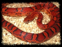 Yearling Cornsnake