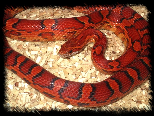 Yearling Cornsnake