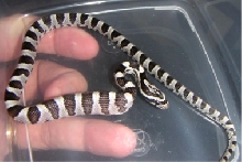 Interesting Pattern