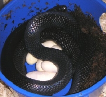 Black Milksnake & Eggs