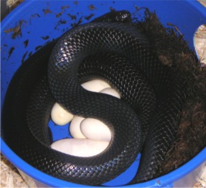 Black Milksnake & Eggs