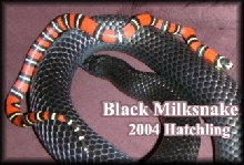 Black Milksnake Hatchling