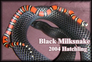 Black Milksnake Hatchling
