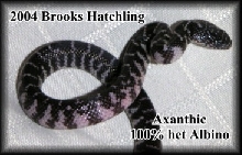 Axanthic Brooks