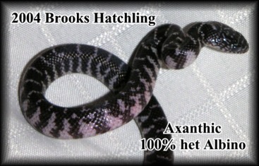 Axanthic Brooks