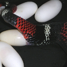 Tri-Colored Hog Laying