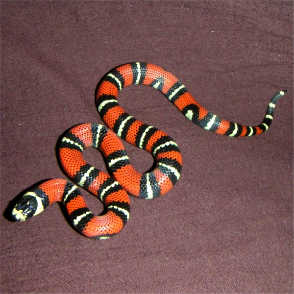 giageae Hatchling
