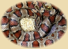 Male Cornsnake
