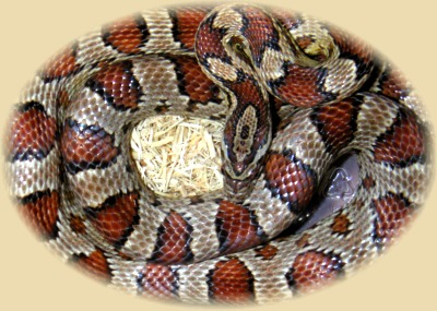 Male Cornsnake