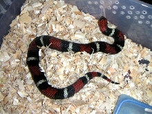 Female Post Egg Laying