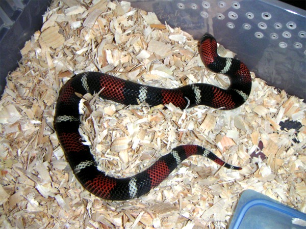 Female Post Egg Laying