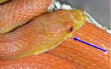 scale bulge under both eyes