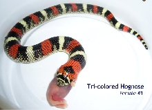 Tricolor Female 1