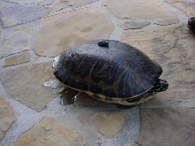 Baby Eastern Paint and Adult Female FL Cooter