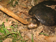 Chelydra s. serpentina young adult