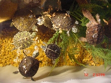Group Feeding