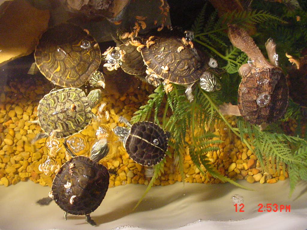 Group Feeding