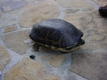 Eastern Painted and female FL Cooter again