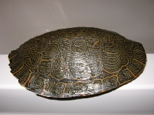 Pseudemys c. hieroglyphica male