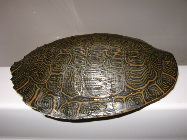 Pseudemys c. hieroglyphica male