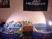 Turtle Bridge