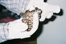 female