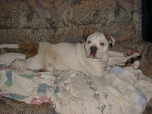 tonka