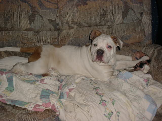 tonka