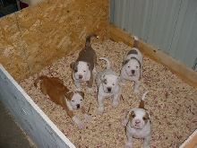pups
