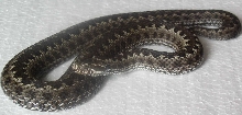 Vipera renardi male