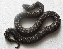 Vipera renardi male