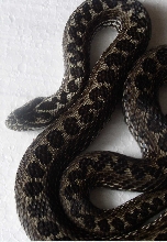 Vipera renardi female