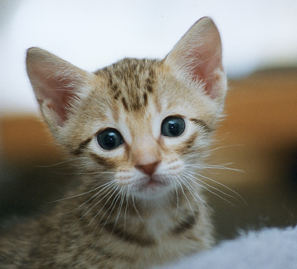 Pamina kitten