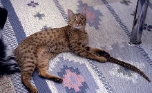 Pamina