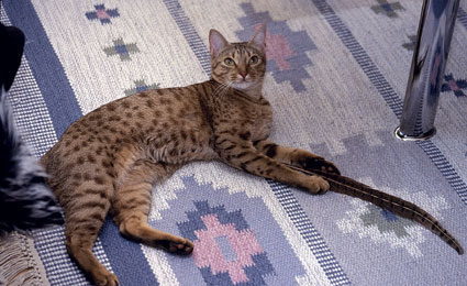 Pamina
