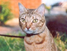 Pamina (Ocicat)