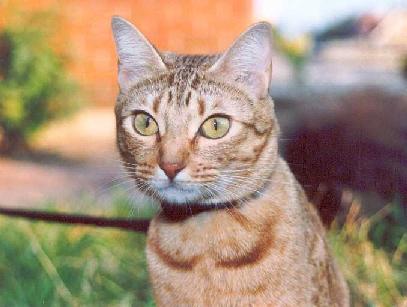Pamina (Ocicat)