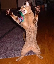 Cat-fu
