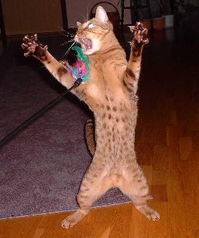 Cat-fu