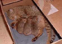 S*Juneglespots kittens