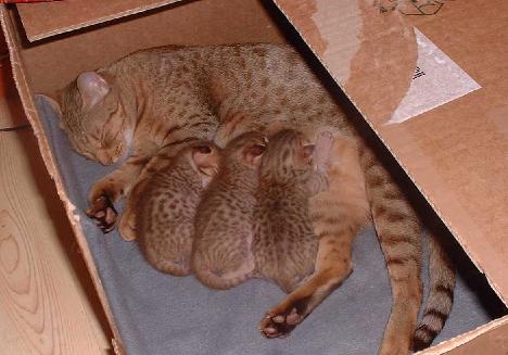 S*Juneglespots kittens