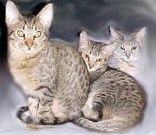 an ocicat rainbow!